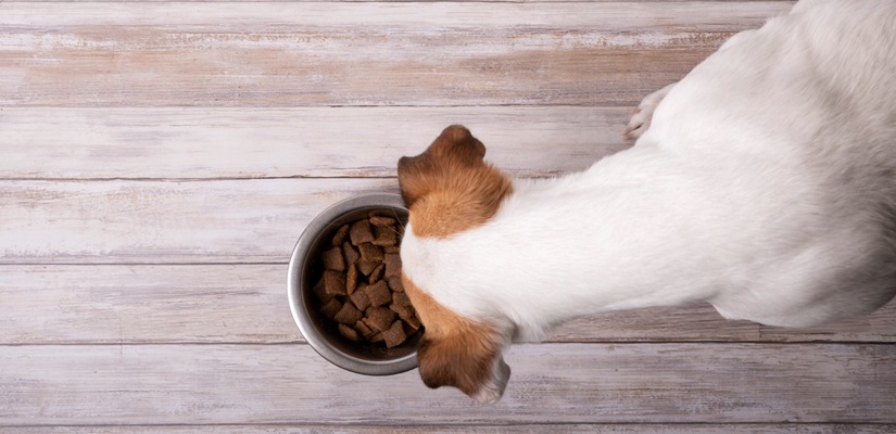 7 интересни факта за стомашно-чревния тракт на кучето