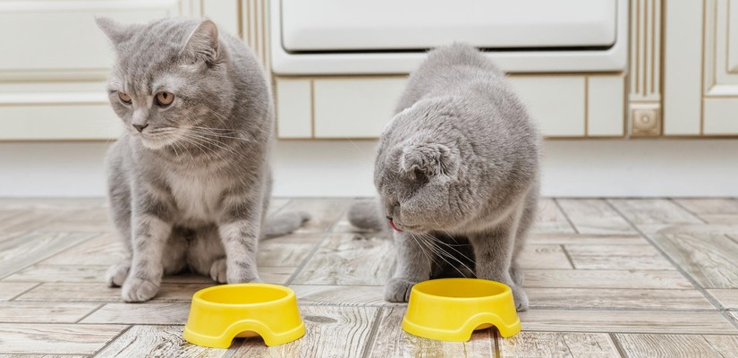 Естествени стимуланти за котки с капризен апетит