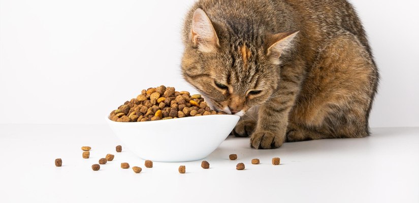 Нуждаят ли се котките от беззърнена храна
