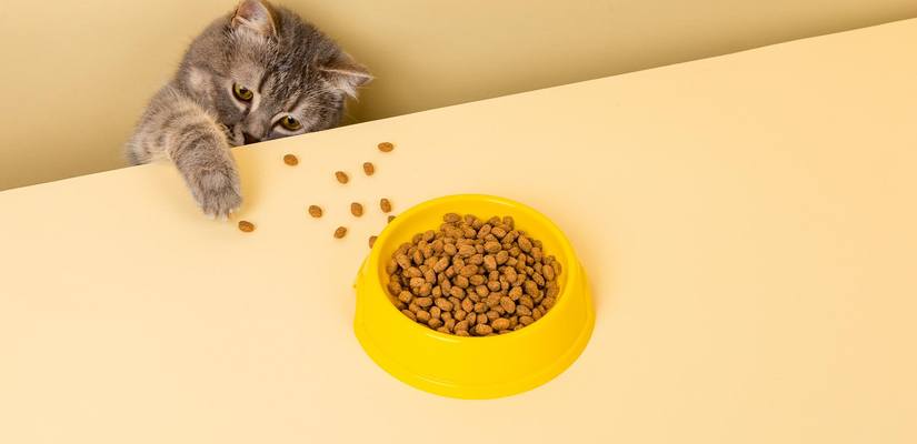 котки с алергии към зърно