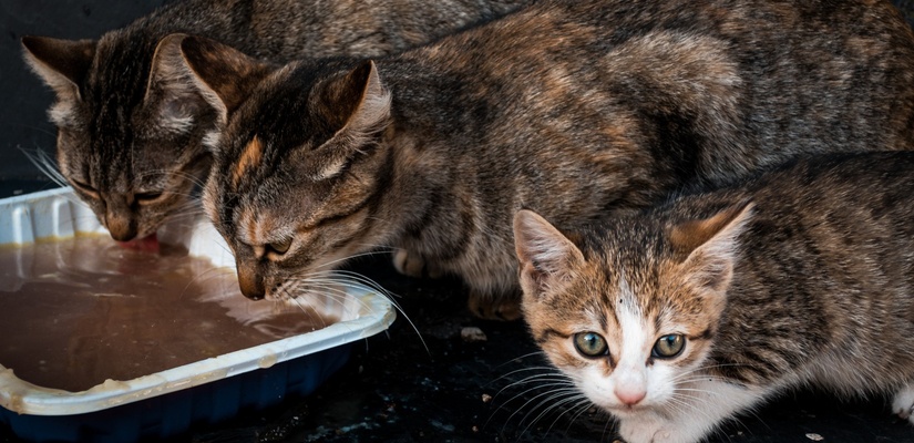 подходяща храна за котки