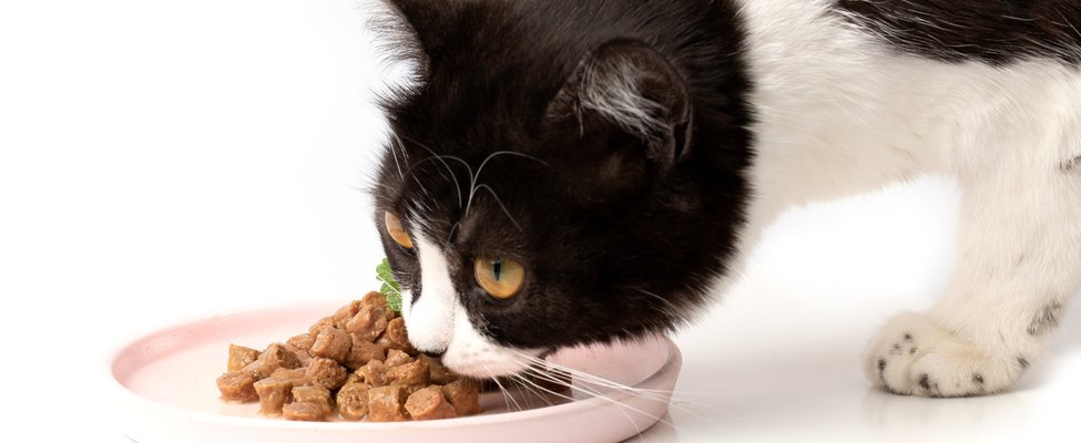 храна за котки без изкуствени добавки и консерванти