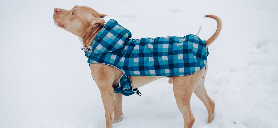 Зимни дрехи за кучета 
