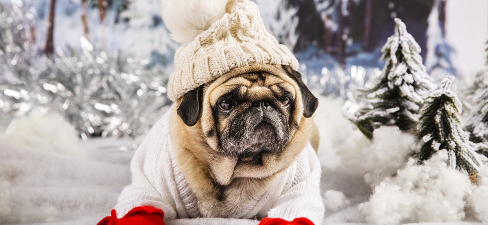 избора на зимни дрехи за вашето куче