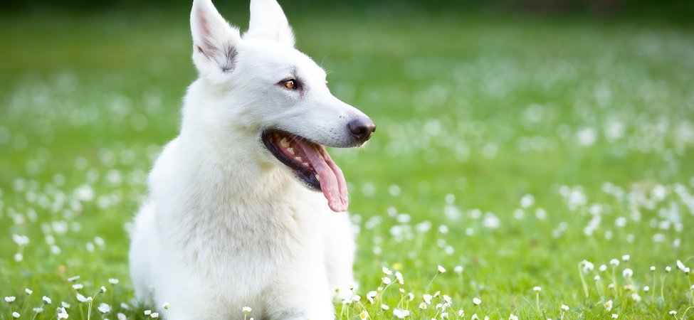 Характер на Бяло швейцарско овчарско куче