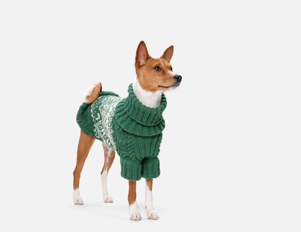 пуловер за кучето