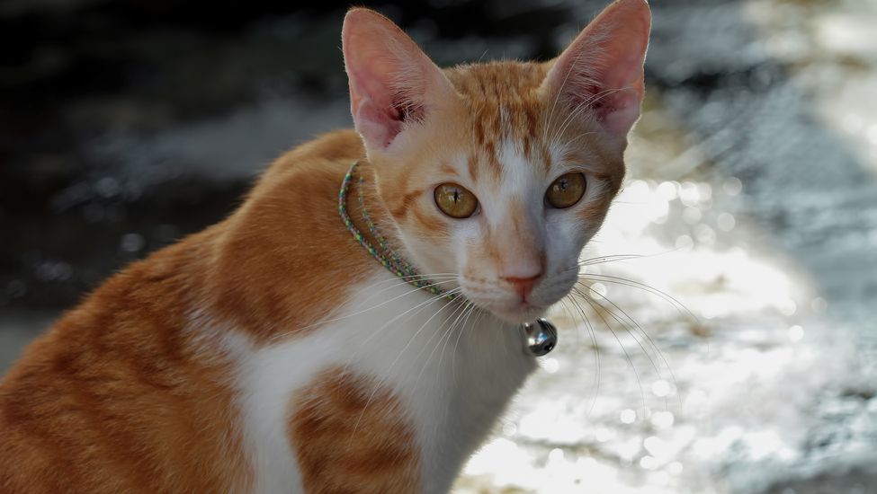 Сейшелска котка