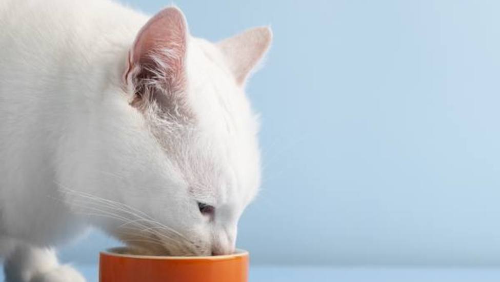 Хранителни добавки за котки