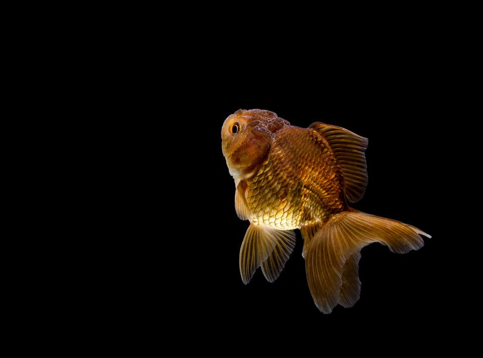 златни рибки