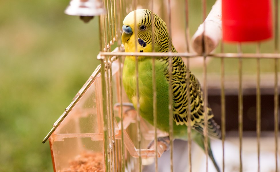 Клетки и волиери за птици
