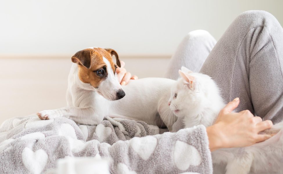 Pet Clean - мокри кърпички за домашни любимци