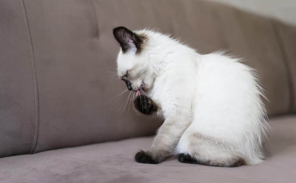тоалетна котешка не използва котка