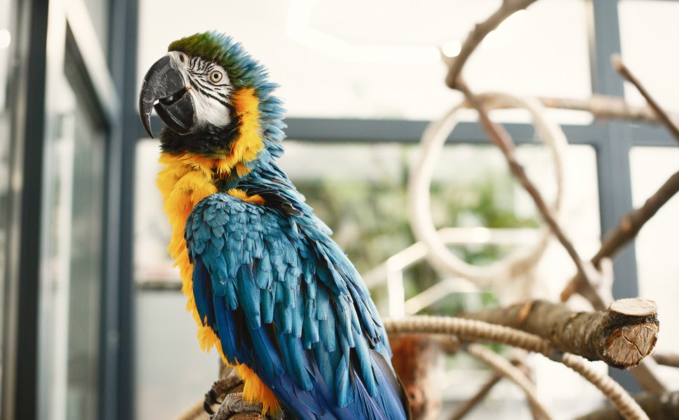 Голяма Клетка за Папагали