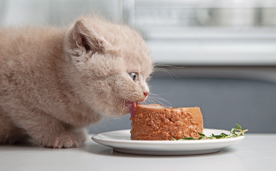 котка храна капризна
