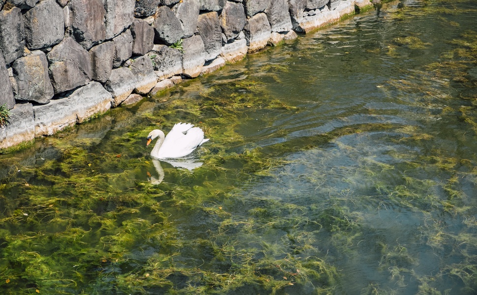 езера водорасли