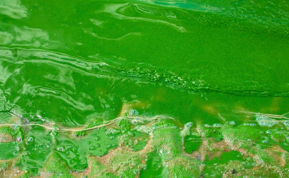 зелена вода езеро