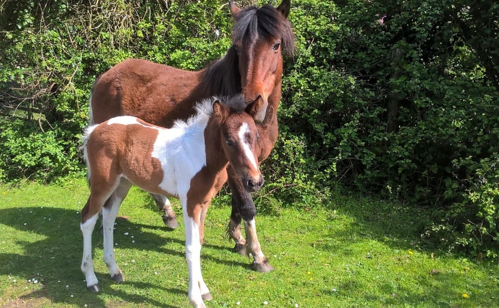 Пони Ню форест 