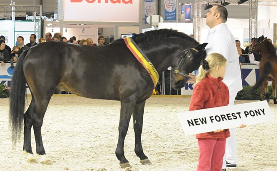 Обезпаразитяване на Пони