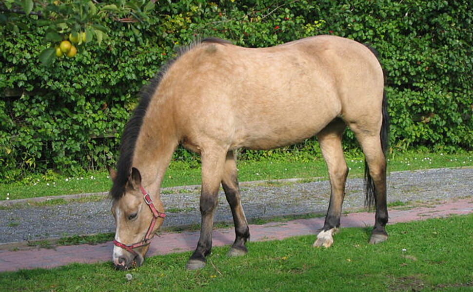 Отглеждане на пони