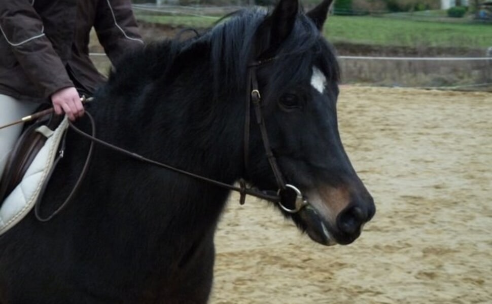  Как да изберем пони според предназначението