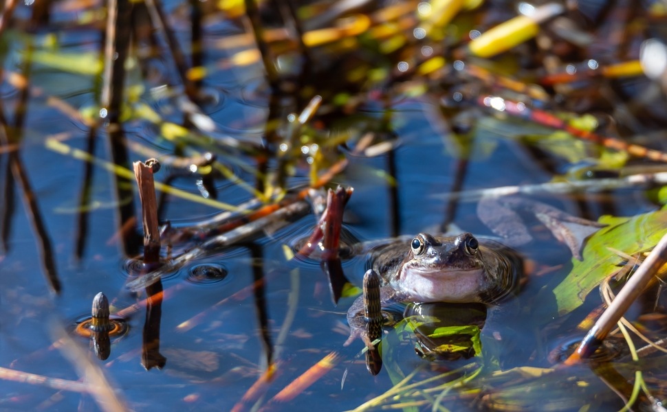 езеро екосистема