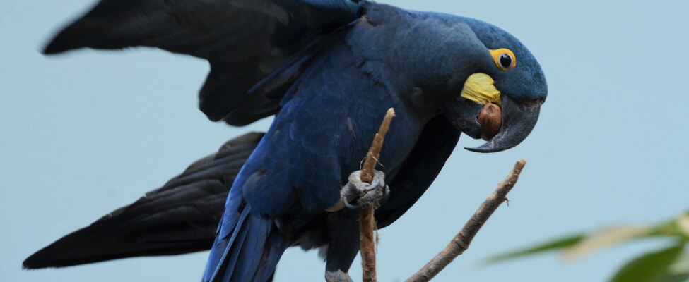 Ара Леара - небесносиният пазител на бразилските скали