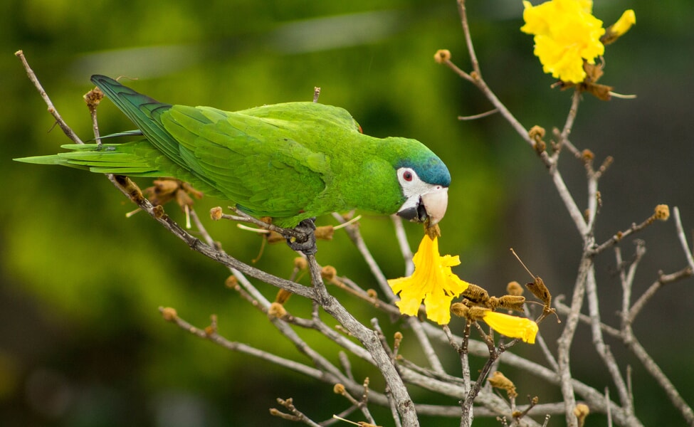 Малък Гвиански Ара зелен папагал яде жълт цвят на клон