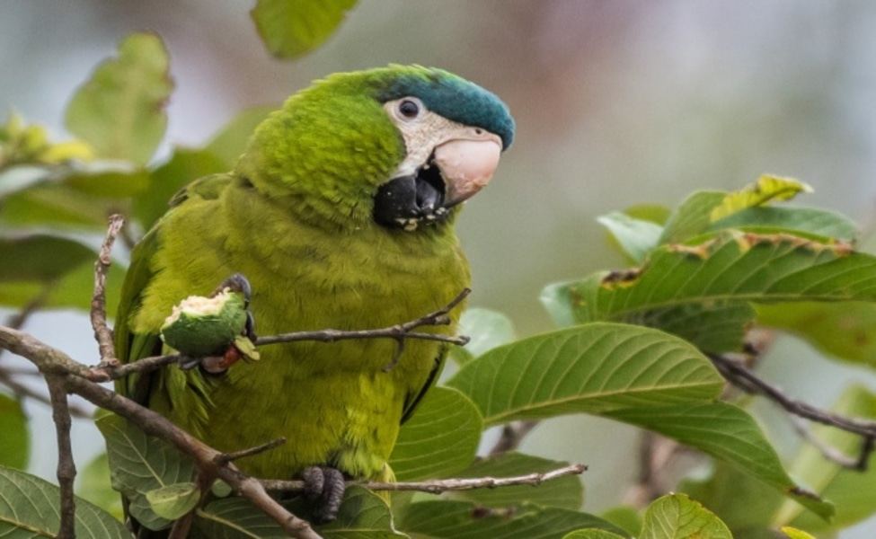 Малък Гвиански Ара зелен папагал яде жълт цвят на клон