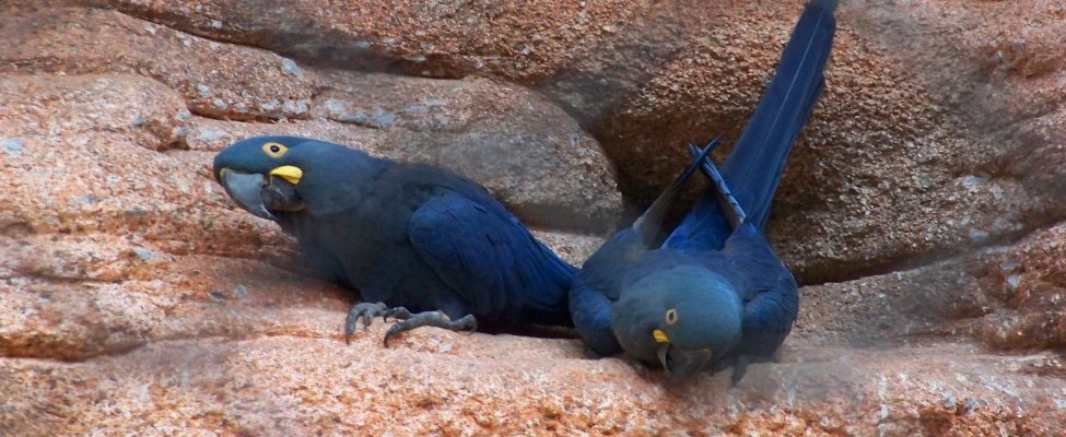 Ара Леара се храни с плод