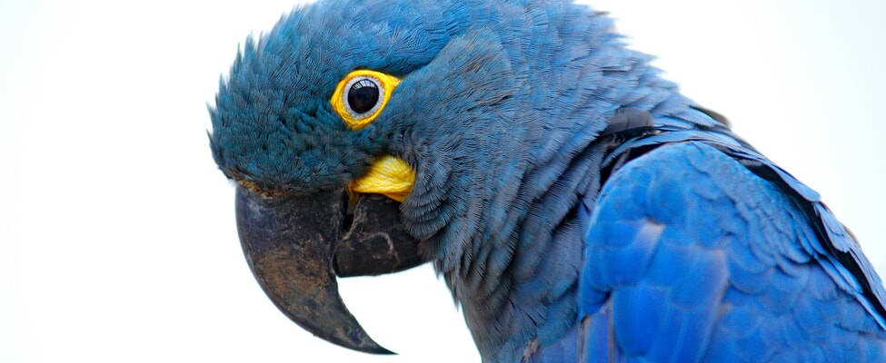 Ара Леара гледа към камерата