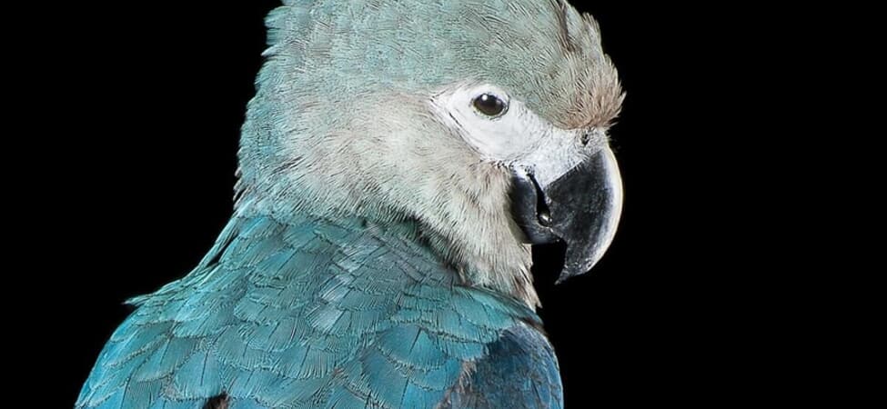 Портрет на Спиксов ара с наситено синьо оперение и черен клюн на черен фон.