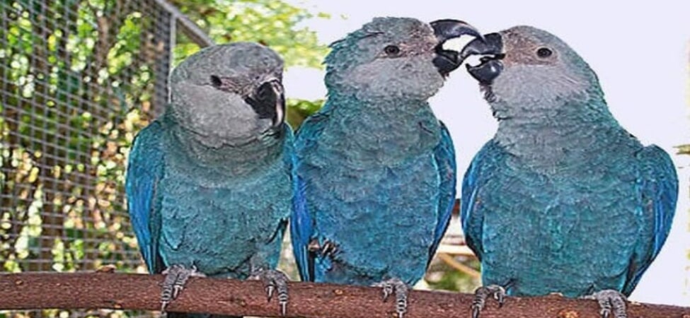 Спиксов Ара - редкият папагал на надеждата и възраждането