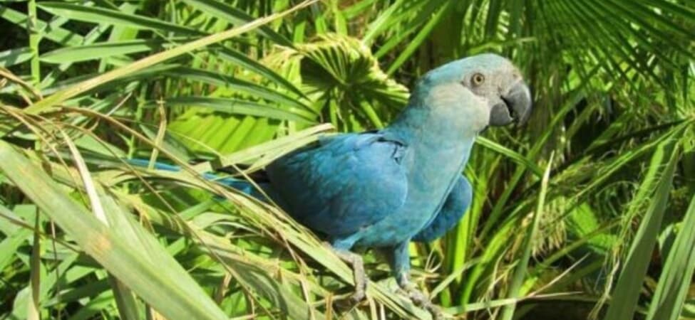 Спиксов ара сред зелени палмови листа, с ярко синьо тяло и сиво-синя глава.