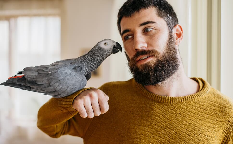 среда сив Ара подходяща