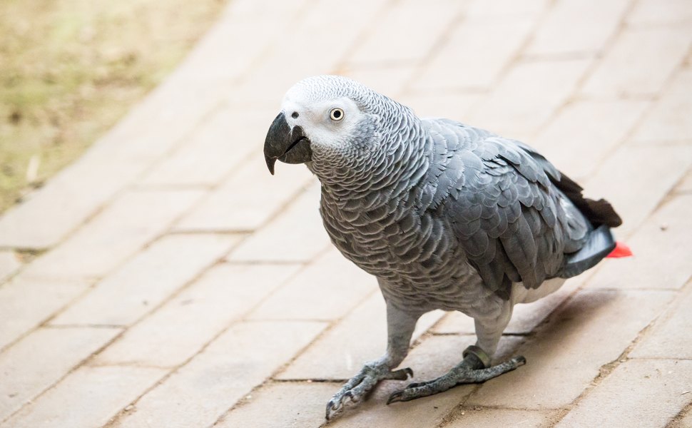 Ара сив подходяща среда