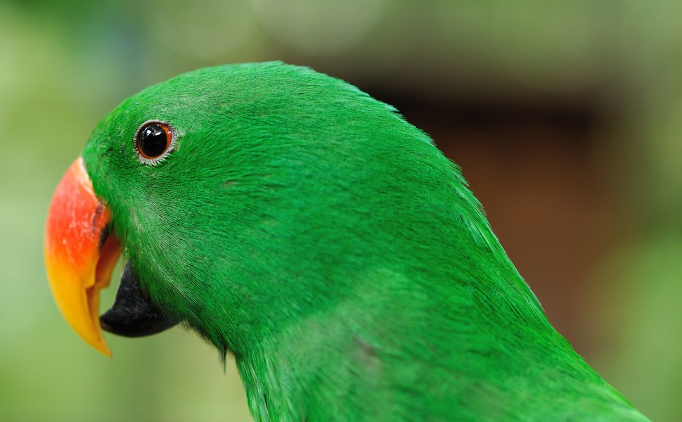 папагал Еклектус изумителен