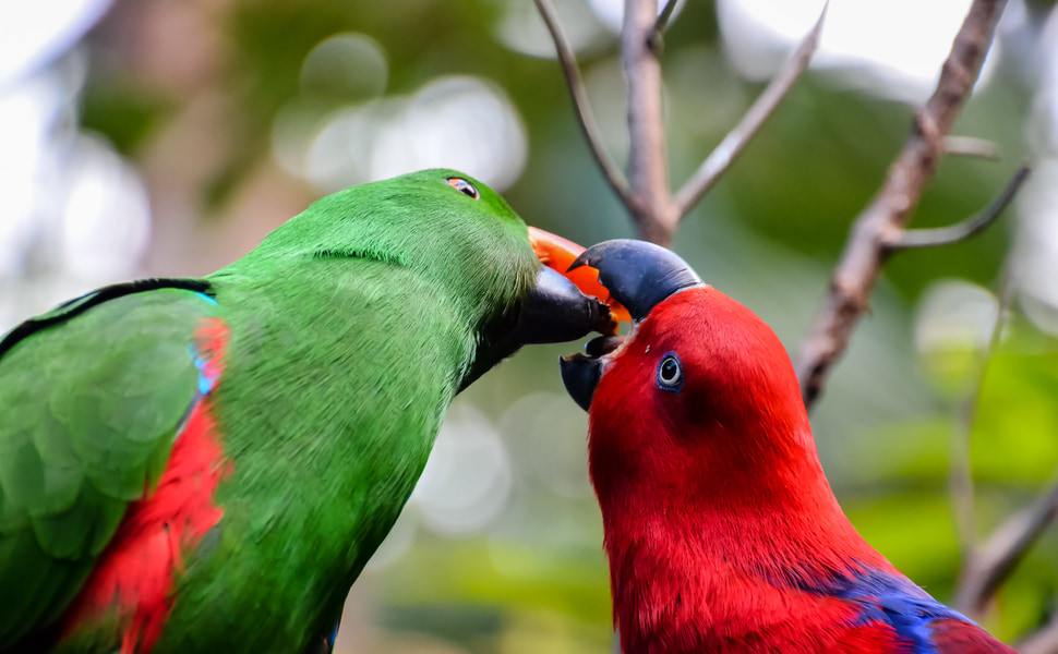изумителен Еклектус папагал