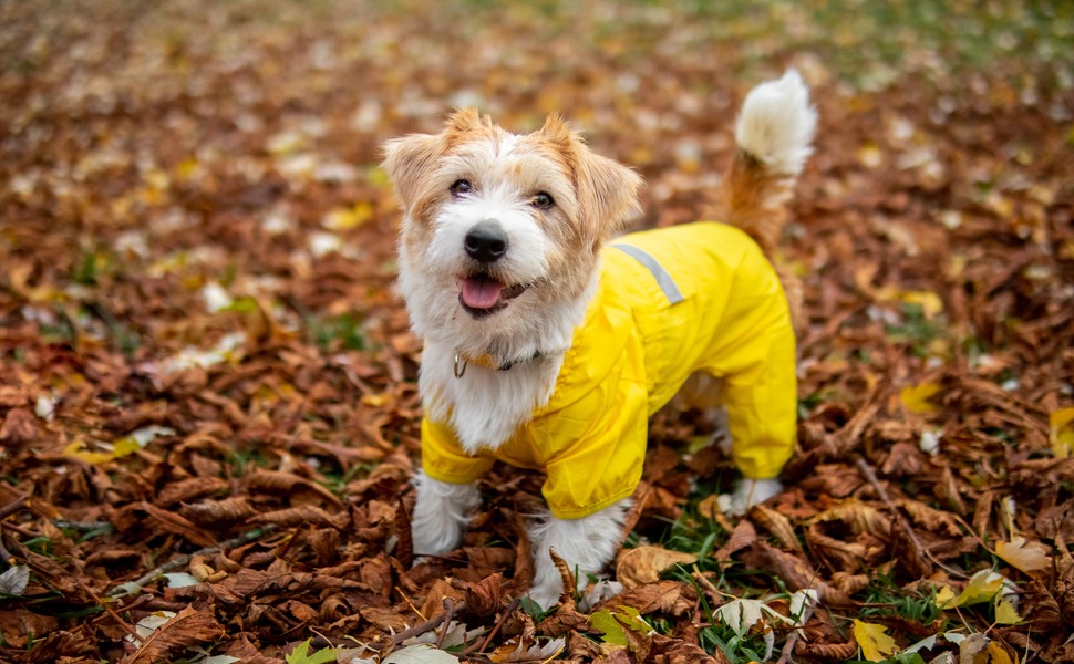 за дъждобран кучета