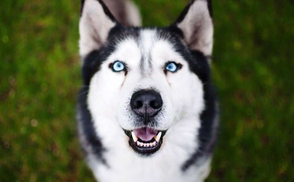 Произход и история на хъски