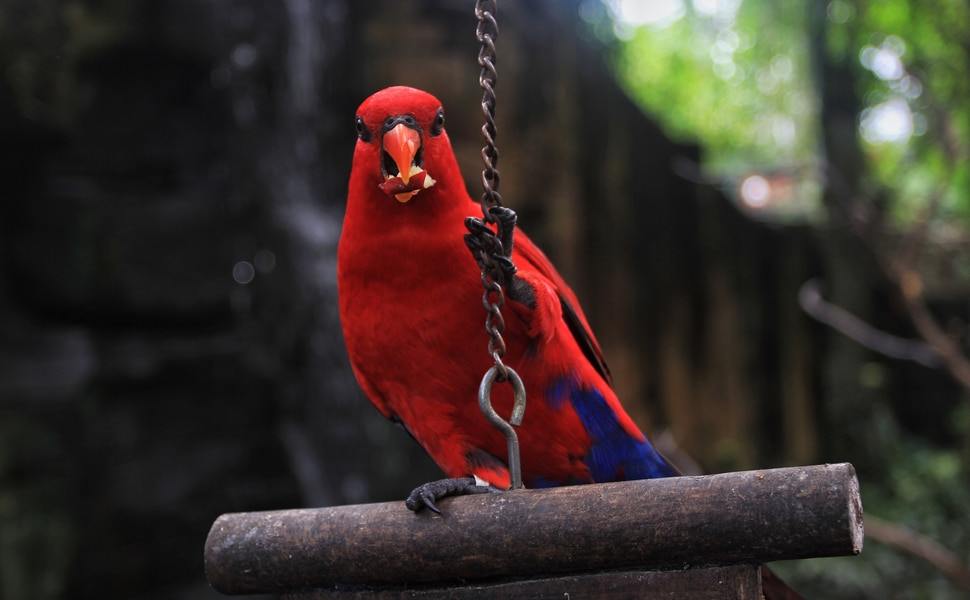 папагал изумителен Еклектус