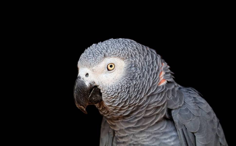 среда подходяща сив Ара