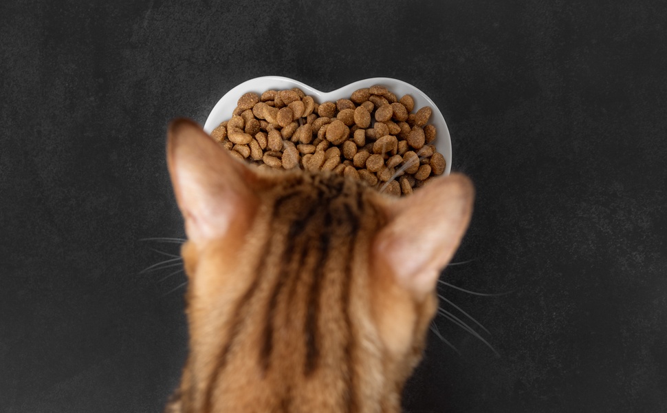 котки храна суха