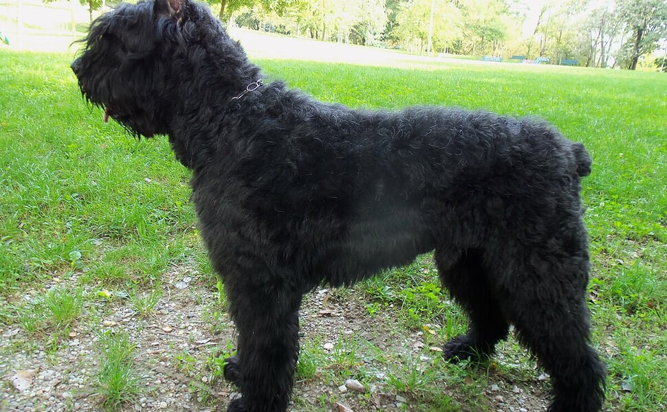 Фландърското бувие