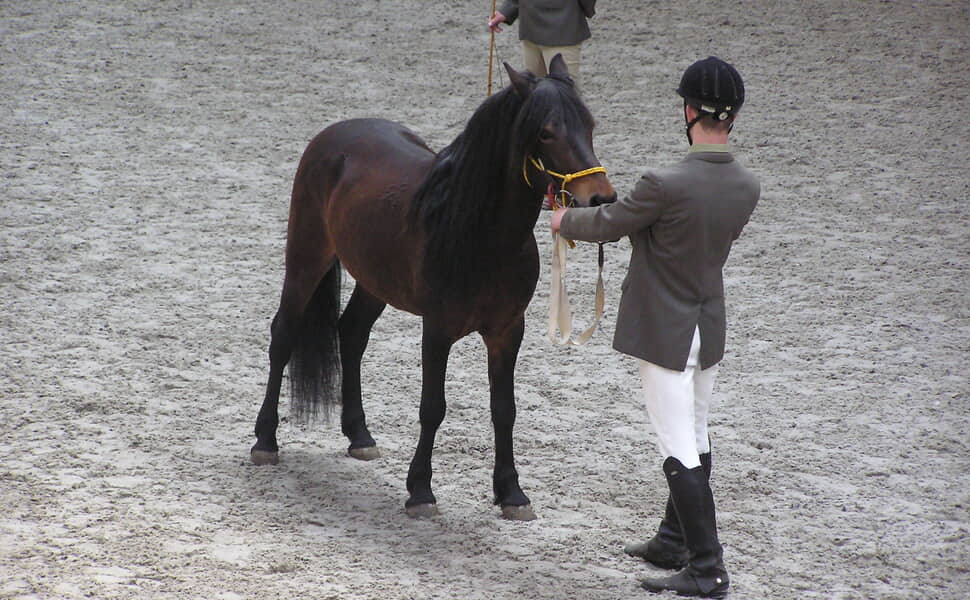 История на хуцулската порода коне