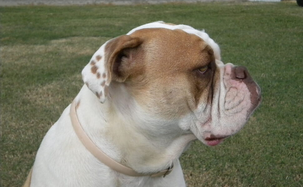 Хранителен режим за Алапаха булдог