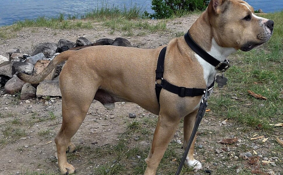  Американски стафордширски терие, произход