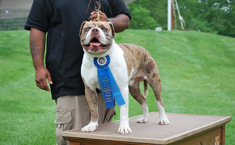 Външен вид и физически характеристики на Алапаха булдог
