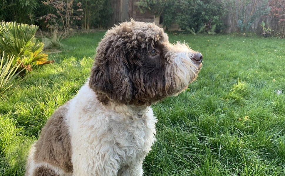 Обучение на Лагото романьоло