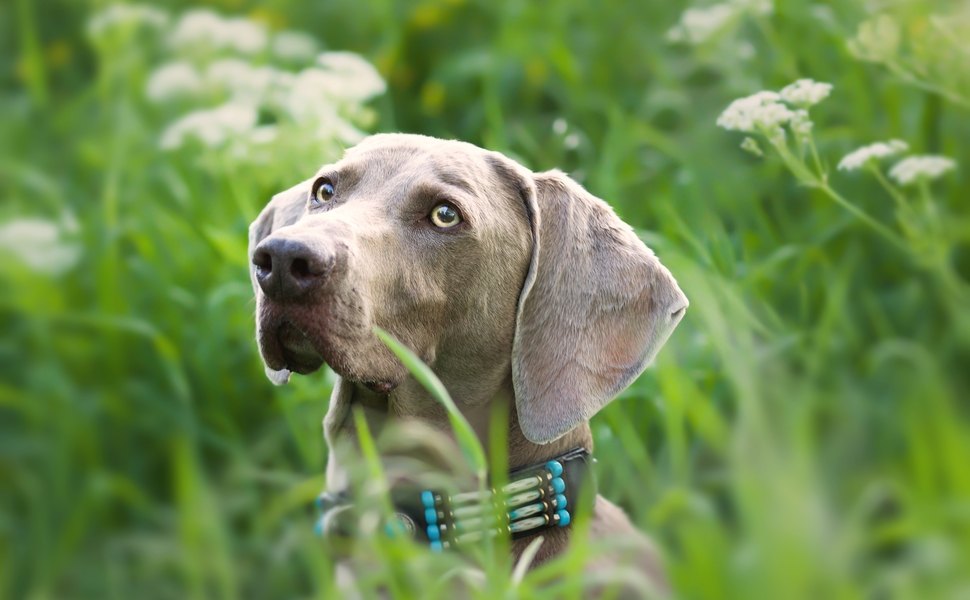 Съвети при обезпаразитяване на Ваймаранер