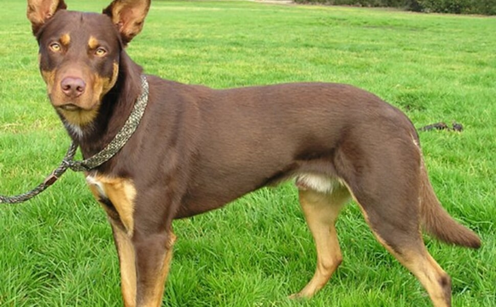 Външен вид и характеристики на Австралийското келпи